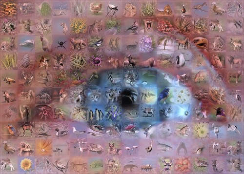 Oeil