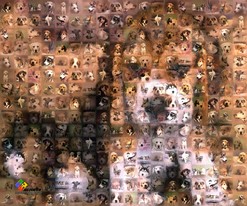 Chiens